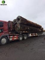 Keruing Timber logs